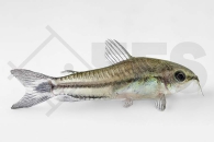 060040_Corydoras-pygmaeus_Zwergpanzerwels_01