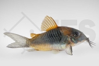 060044_Corydoras-venezuelanus_Venezuelas-Panzerwels_01