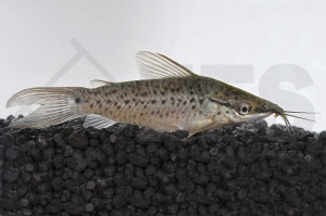 060046_Dianema-longibarbis_Torpedo-Schwielenwels_01