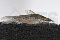 060046_Dianema-longibarbis_Torpedo-Schwielenwels_01