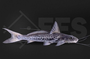 060048_Calophysus-macropterus_Gefleckter-Silberantennenwels_01