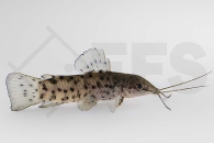 060049_Hoplosternum-thoracatum_Gemalter-Schwielenwels_02