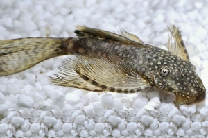 060052_Ancistrus-spec_Schleierantennenwels_01