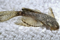 060052_Ancistrus-spec_Schleierantennenwels_01