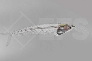 060057_Kryptopterus-minor_Indischer-Glaswels_01