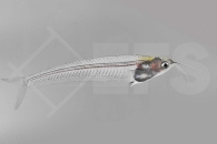 060057_Kryptopterus-minor_Indischer-Glaswels_01