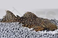 060058_Wels-L-7-Leporacanthicus-cf-galaxias_Milchstrassen-Ruesselzahnwels_01