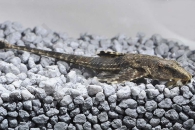 060059_Hemiloricaria-parva_Hexenwels_01