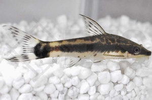 060061_Otocinclus-affinis_Gestreifter-Ohrgitter-Harnischwels_01