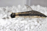 060061_Otocinclus-affinis_Gestreifter-Ohrgitter-Harnischwels_01