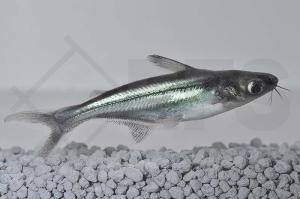 060068_Pangasius-sutchi_Haiwels_01