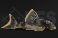 060071_L76_Peckoltia-spec_Orangesaum-Zwergschilderwels_01