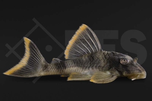 060071_L76_Peckoltia-spec_Orangesaum-Zwergschilderwels_01