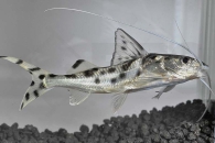 060073_Pimelodus-pictus_Engelantennenwels_01
