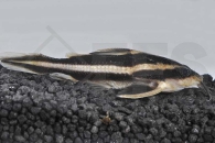 060074_Platydoras-costatus_Liniendornwels_01