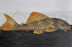 060081_Wels-L--14-Scobinancistrus-aureatus_Sonnenwels_01