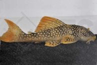 060081_Wels-L--14-Scobinancistrus-aureatus_Sonnenwels_01