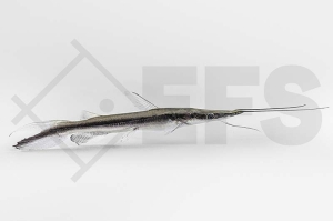 060083_Sorubim-lima_Spatelwels_01