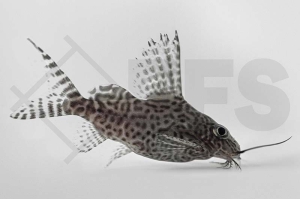060087_Synodontis-eupterus_Schmuckflossen-Fiederbartwels_01