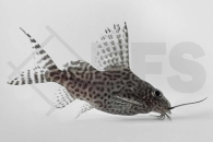 060087_Synodontis-eupterus_Schmuckflossen-Fiederbartwels_01