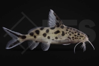 060088_Synodontis-multipunctatus_Vielpunkt-Kuckucks-Fiederbartwels_02