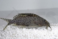 060095_Synodontis-velifer_Kamerun-Fiederbartwels_01