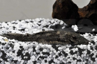 060096_Wels-L--183-Ancistrus-dolichopterus_Weisssaum-Ancistrus_01