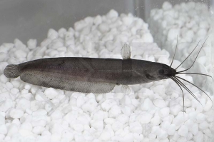 060097_Heteropneustes-fossilis_Kiemensackwels_01