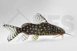 060099_Synodontis-angelicus_Perlhuhnwels_01
