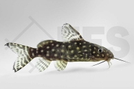 060099_Synodontis-angelicus_Perlhuhnwels_01