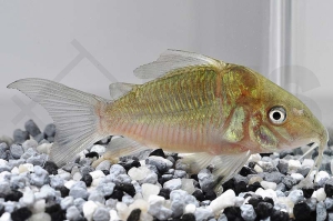 060022_Brochis-splendens_Smaragdpanzerwels_01