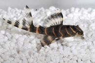 060102_Wels-L--204-Panaqolus-albivermis_Ringelsocken-Harnischwels_01