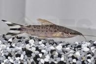 060108_Dianema-urostriata_Schwanzstreifen-Torpedowels_01