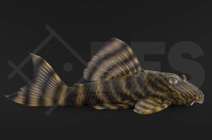 060113_L2_Panaqolus-spec-Tiger_Tigerharnischwels_01