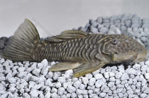 060117_Wels-L--56-Parancistrus-aurantiacus_Goldstachel-Breitkopfharnischwels_01