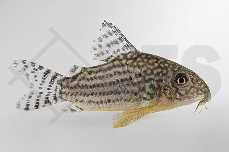 060119_Corydoras-sterbai_Sterbas-Panzerwels_01