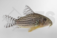 060119_Corydoras-sterbai_Sterbas-Panzerwels_01