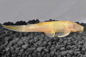 060120_Ancistrus-spec_Antennenwels-gold_01