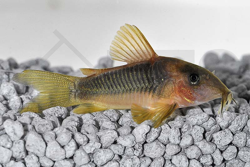 060121_Corydoras-melanotaenia_Gelbflossen-Panzerwels_01