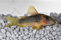 060121_Corydoras-melanotaenia_Gelbflossen-Panzerwels_01