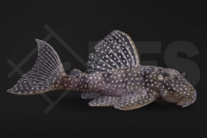 060127_L136_Ancistrus-spec_Demini-Engelsharnischwels_01