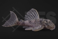 060127_L136_Ancistrus-spec_Demini-Engelsharnischwels_01