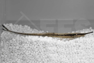 060130_Farlowella-acus_Nadelwels_01