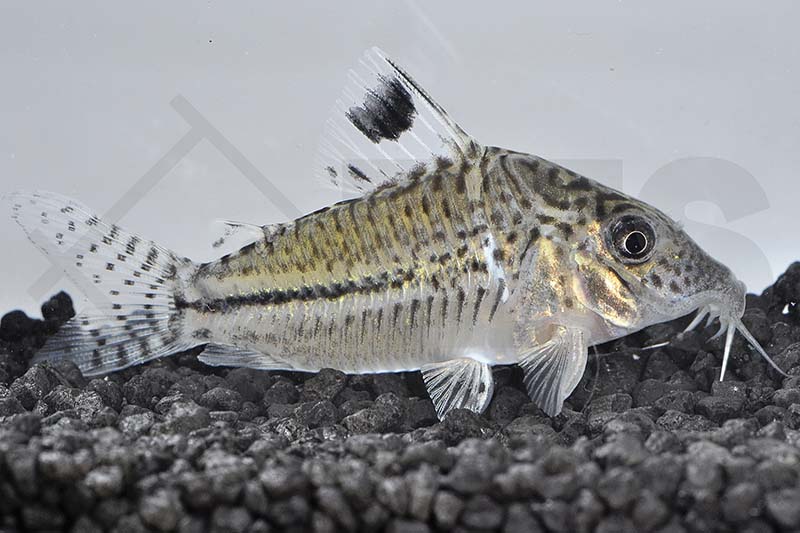 060134_Corydoras-leopardus_Leopardpanzerwels_01