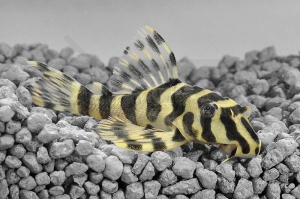 060140_Wels-L--134-Peckoltia-compta_Goldtigerharnischwels_01