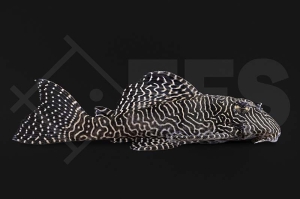 060142_L260_Hypancistrus-spec_Queen-Arabesque-Harnischwels_01