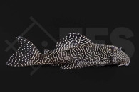 060142_L260_Hypancistrus-spec_Queen-Arabesque-Harnischwels_01