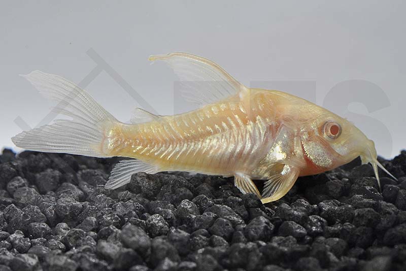 060148_Corydoras-paleatus_Marmorierter-Panzerwels-long-fin_albino_01