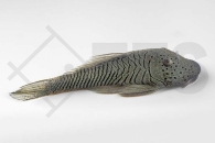 060151_Wels-L--146-Chaetostoma-thomasi_Gebirgsharnischwels_01