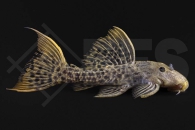 060154_Wels_L273_Pseudacanthicus-spec_red-Titanic_Kaktuswels_01